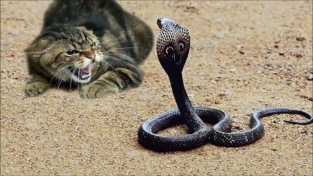 Que signifie rêver de chat mordu par un serpent ?