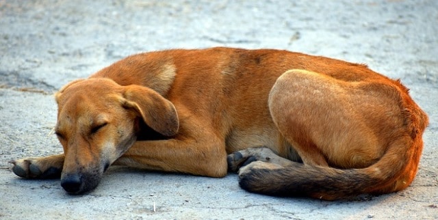 Que signifie rêver de chien abandonné ?