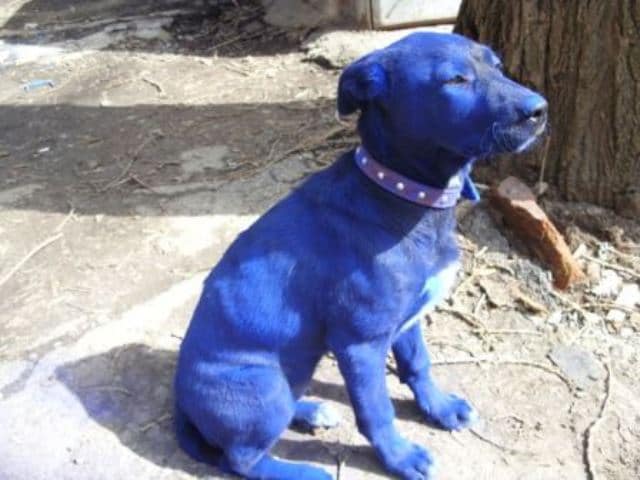 Que signifie rêver de chien bleu ?