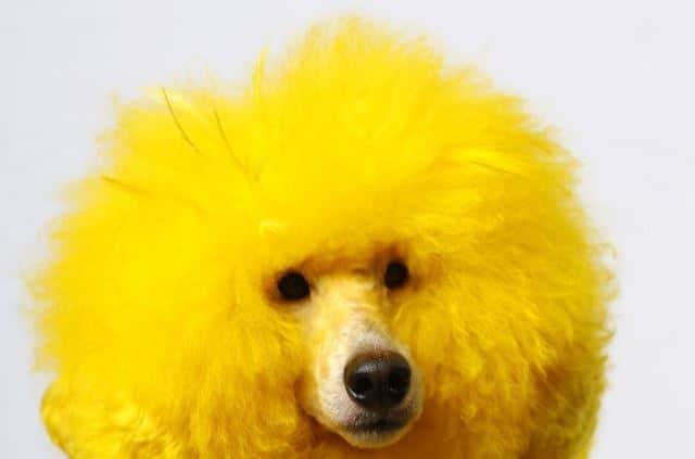 Que signifie rêver de chien jaune ?