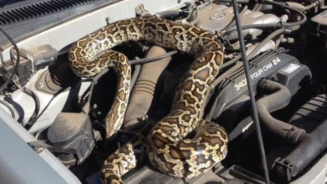 Que signifie rêver de serpent dans la voiture ?