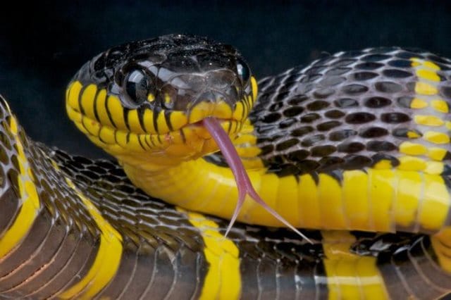 Que signifie rêver de serpent noir et jaune ?