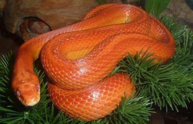 Que signifie rêver de serpent orange ?