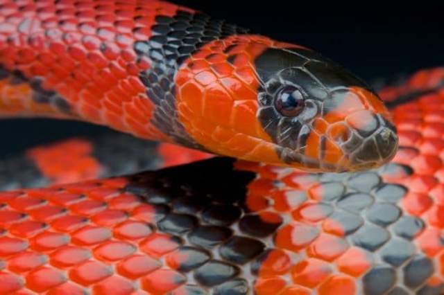 Que signifie rêver de serpent rouge et noir ?