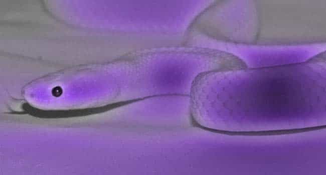 Pourquoi rêver de serpent violet ?