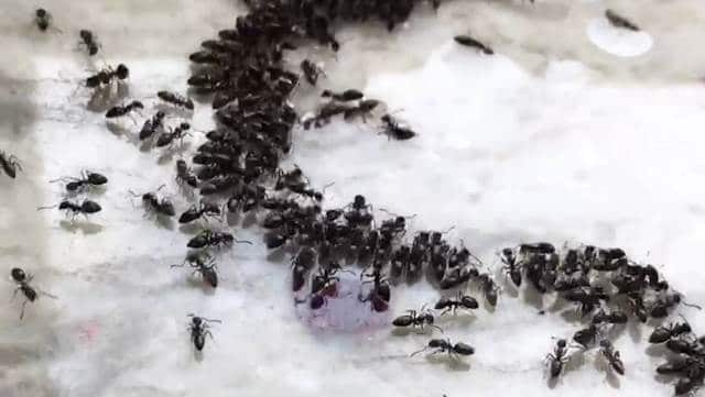 Que signifie rêver de tuer des fourmis ?