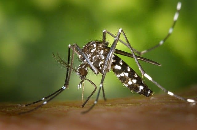 Que signifie rêver de tuer des moustiques ?