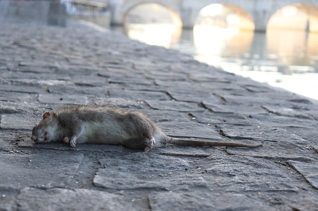 Que signifie rêver de tuer un rat ?
