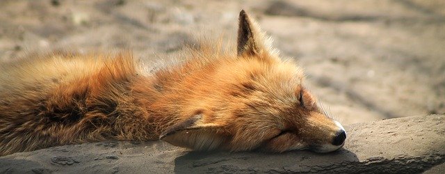 Que signifie rêver de tuer un renard ?