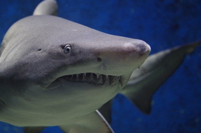 Que signifie rêver de tuer un requin ?