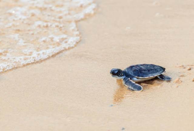 Que signifie rêver de sauver une tortue ?