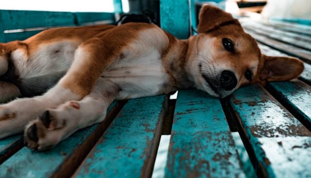 Que signifie rêver d'abandon de chien ?