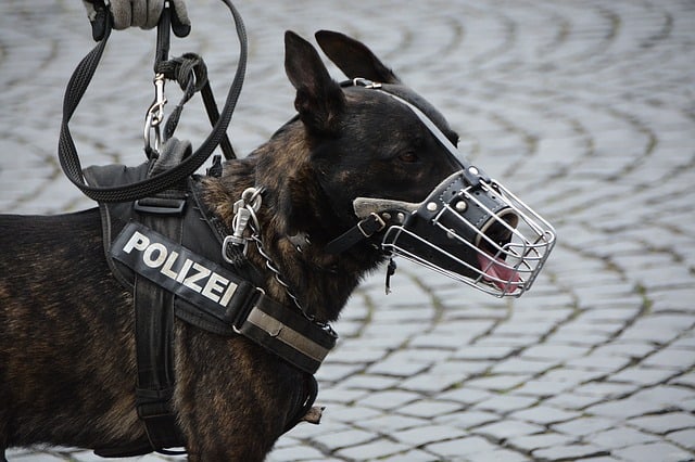 Que signifie rêver de chien policier ?