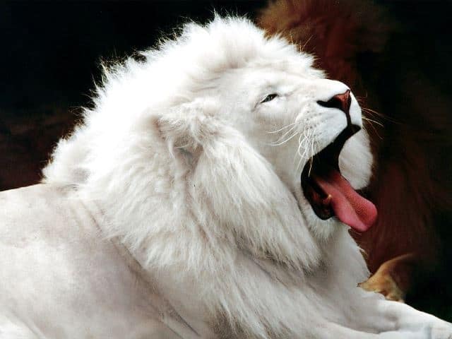 Pourquoi rêver de lion blanc ?