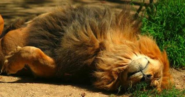 Pourquoi rêver de lion mort ?