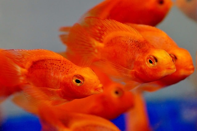 Que signifie rêver de poisson rouge ?