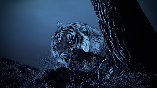 Que signifie rêver de tuer un tigre ?