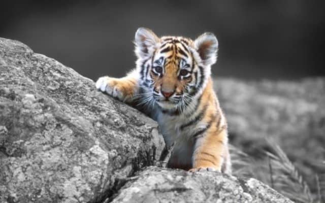 Pourquoi rêver de bébé tigre ?