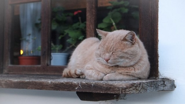 Pourquoi rêver de chat beige ?