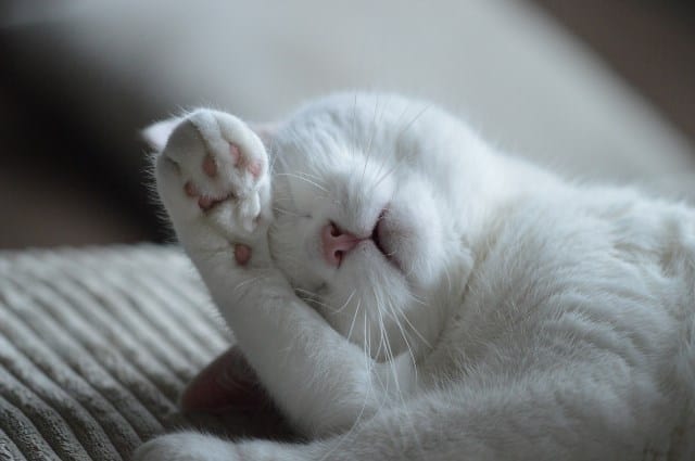 Pourquoi rêver de chat blanc ?