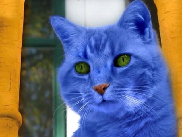 Pourquoi rêver de chat bleu ?
