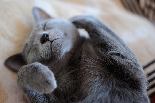 Pourquoi rêver de chat gris ?
