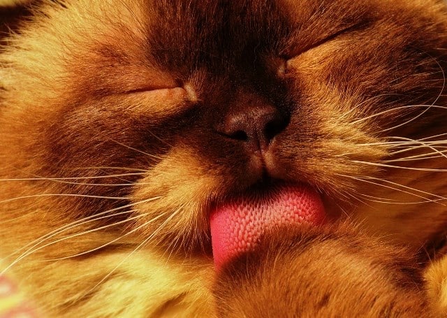 Pourquoi rêver de chat marron ?