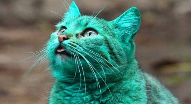 Pourquoi rêver de chat vert ?