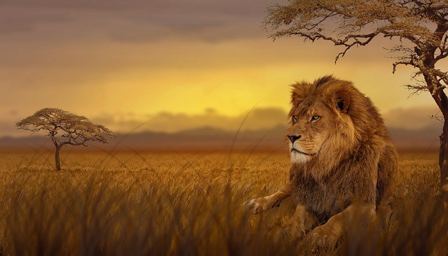 Pourquoi rêver de lion en liberté ?