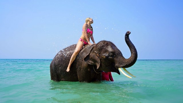 Pourquoi rêver de monter sur un éléphant ?