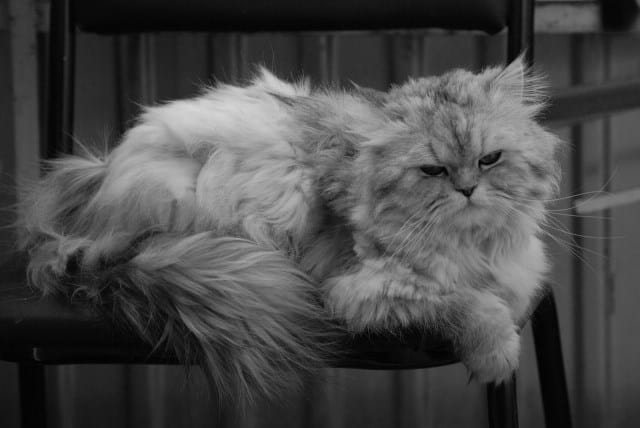Pourquoi rêver de chat persan ?