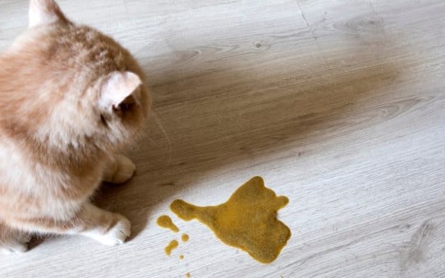 Pourquoi rêver de chat qui vomit ?