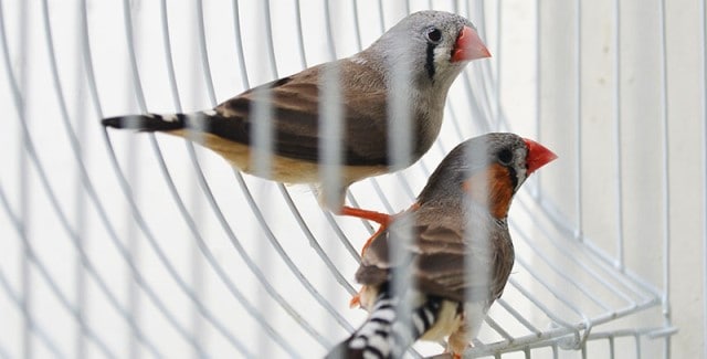 Que signifie rêver d'oiseaux en cage ?
