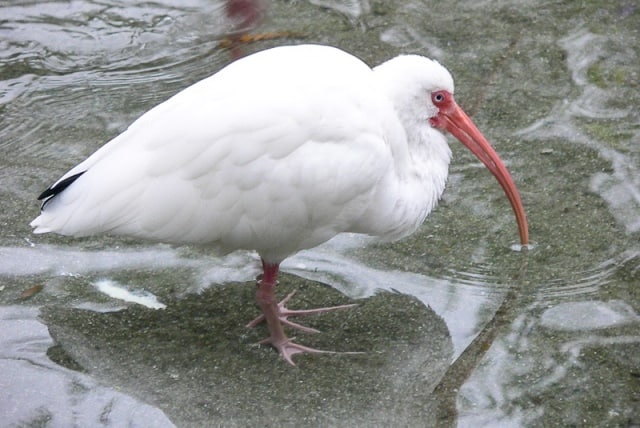 Que signifie rêver de ibis ?