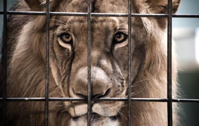 Que signifie rêver de lion en cage ?