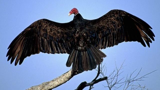 Que signifie rêver de vautour noir ?