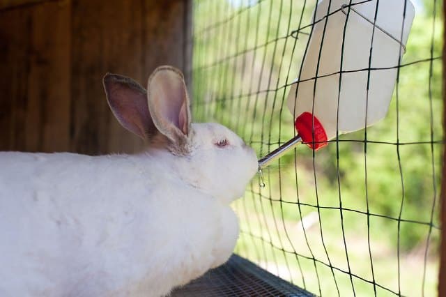 Que signifie rêver de lapin en cage ?