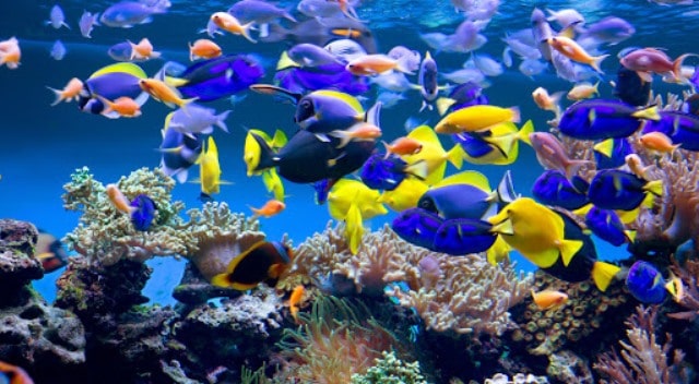 Un rêve d'aquarium et sa signification: