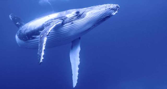 Que signifie rêver de baleine ?