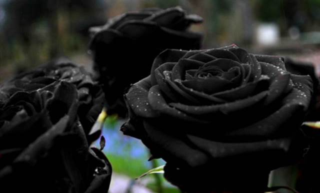 Que signifie rêver de fleurs noires ?
