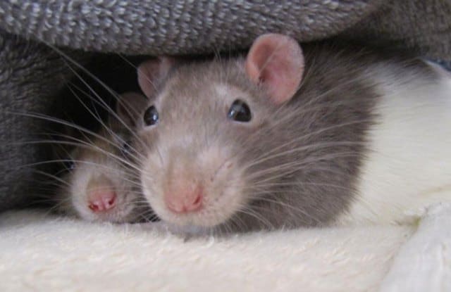 Que signifie un rêve de souris et de rats ?