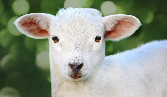 Que signifie un rêve d'agneau blanc ?