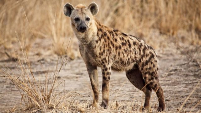 Que signifie rêver de hyène ?