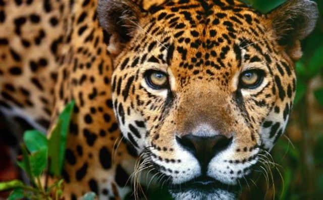 Que signifie un rêve de jaguar ?