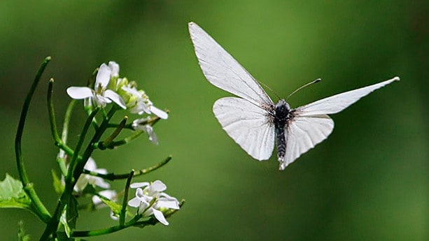 Que signifie un rêve de papillon blanc ?