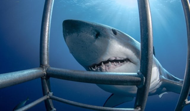 Que signifie un rêve de requin blanc ?