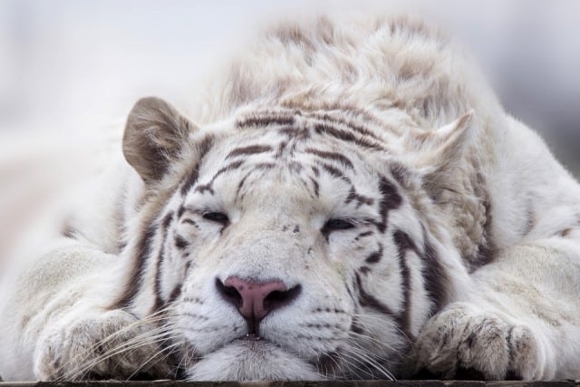 Que signifie un rêve de tigre blanc ?