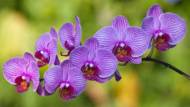 Que signifie rêver d'orchidée ?