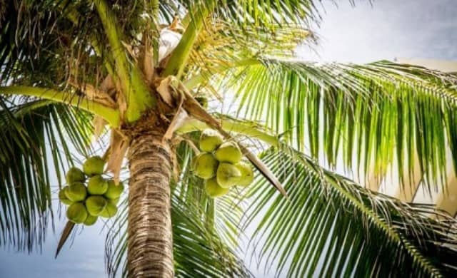 Que signifie rêver de cocotier ?