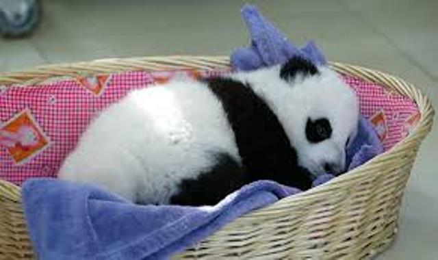 Que signifie rêver de panda ?